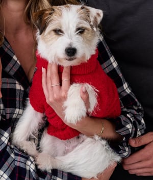 The Cozy Dog Sweater: undefined