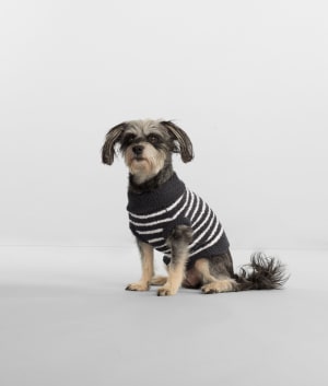 The Cozy Dog Sweater: undefined